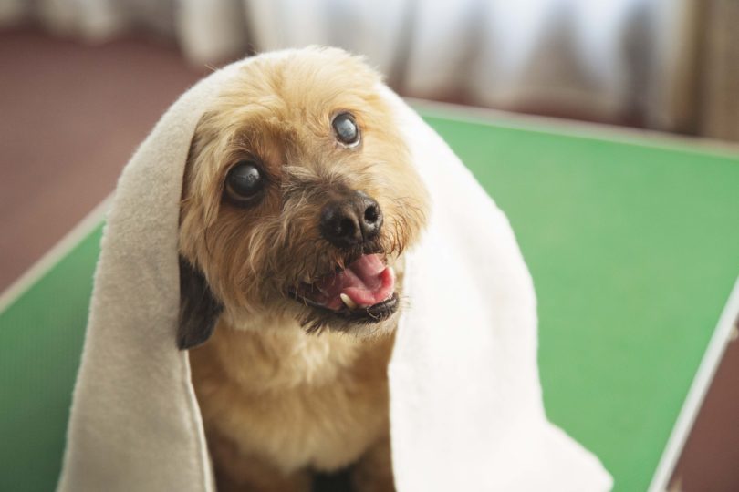 犬 タオル 拭く